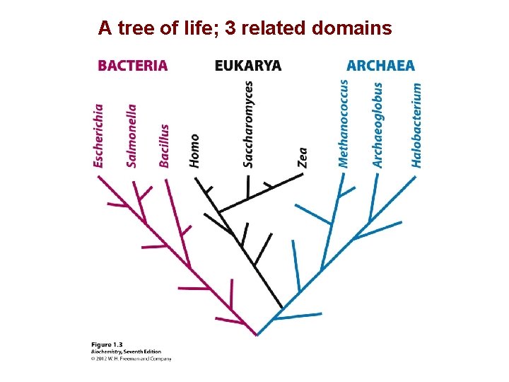 A tree of life; 3 related domains 