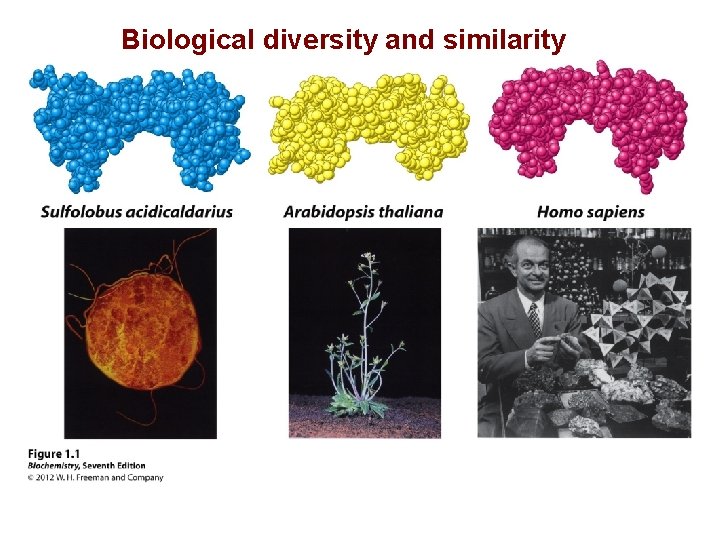 Biological diversity and similarity 