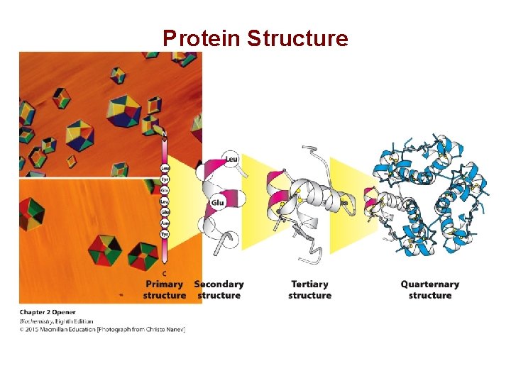 Protein Structure 