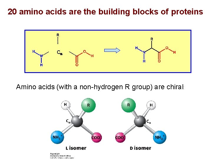 20 amino acids are the building blocks of proteins Ca Amino acids (with a