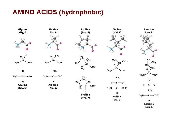 AMINO ACIDS (hydrophobic) 