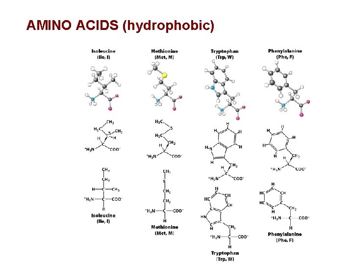 AMINO ACIDS (hydrophobic) 