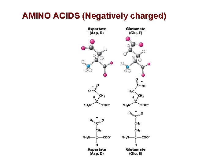 AMINO ACIDS (Negatively charged) 