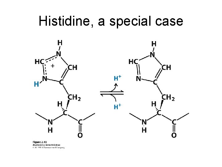 Histidine, a special case 
