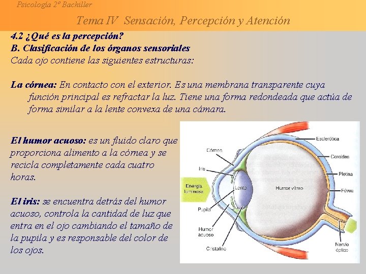 Psicología 2º Bachiller Tema IV Sensación, Percepción y Atención 4. 2 ¿Qué es la