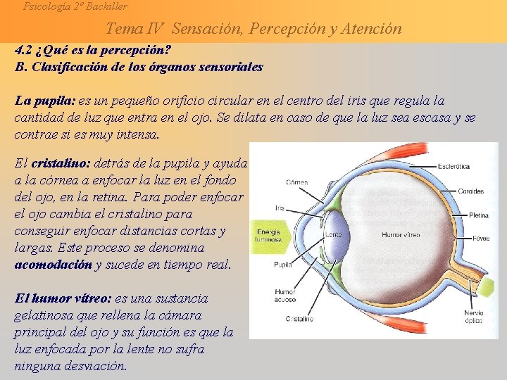 Psicología 2º Bachiller Tema IV Sensación, Percepción y Atención 4. 2 ¿Qué es la