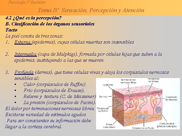 Psicología 2º Bachiller Tema IV Sensación, Percepción y Atención 4. 2 ¿Qué es la