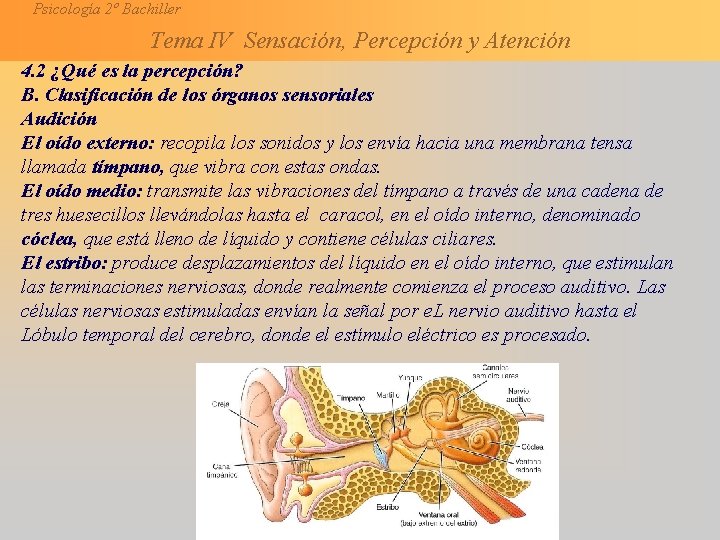 Psicología 2º Bachiller Tema IV Sensación, Percepción y Atención 4. 2 ¿Qué es la