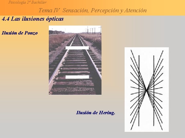 Psicología 2º Bachiller Tema IV Sensación, Percepción y Atención 4. 4 Las ilusiones ópticas