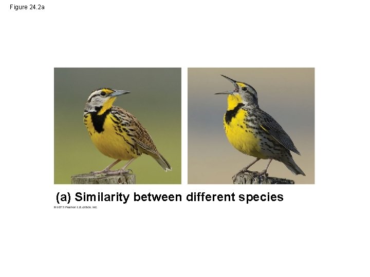 Figure 24. 2 a (a) Similarity between different species 