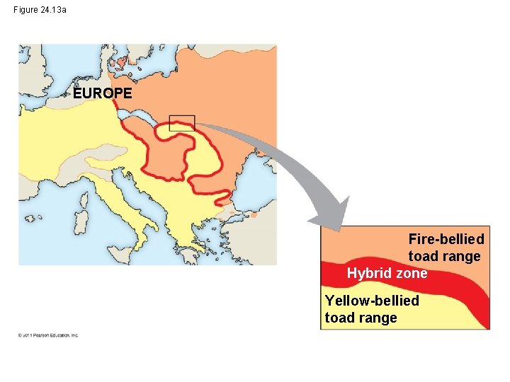 Figure 24. 13 a EUROPE Fire-bellied toad range Hybrid zone Yellow-bellied toad range 