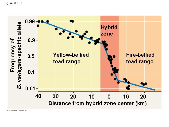 Frequency of B. variegata-specific allele Figure 24. 13 b 0. 99 Hybrid zone 0.
