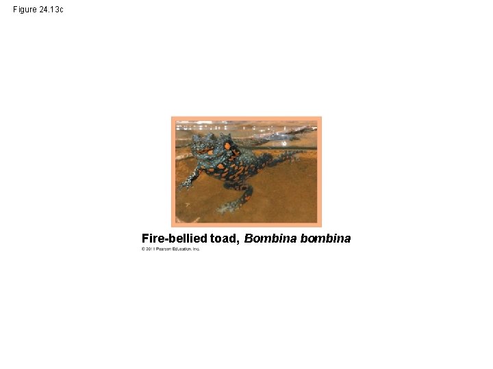 Figure 24. 13 c Fire-bellied toad, Bombina bombina 