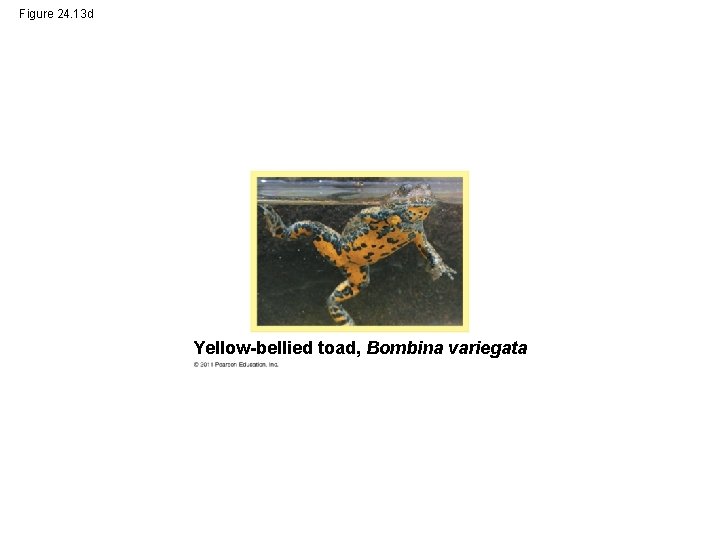 Figure 24. 13 d Yellow-bellied toad, Bombina variegata 