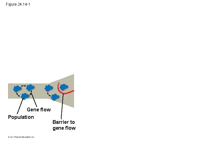 Figure 24. 14 -1 Gene flow Population Barrier to gene flow 