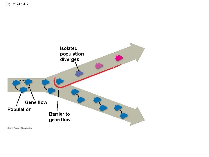 Figure 24. 14 -2 Isolated population diverges Gene flow Population Barrier to gene flow