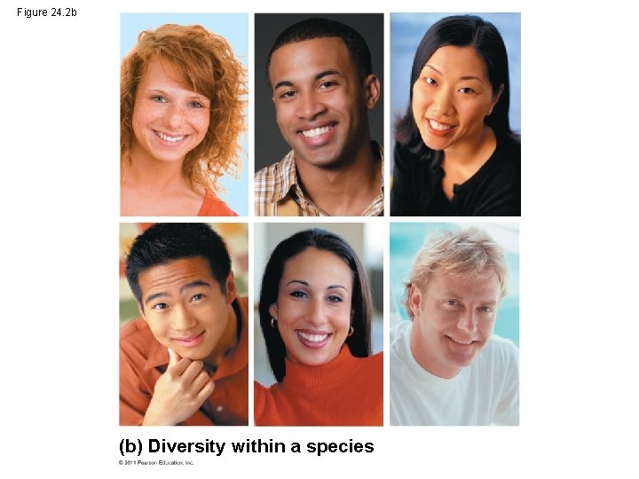 Figure 24. 2 b (b) Diversity within a species 