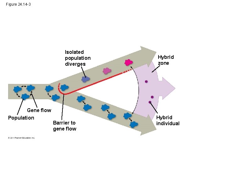 Figure 24. 14 -3 Isolated population diverges Gene flow Population Barrier to gene flow