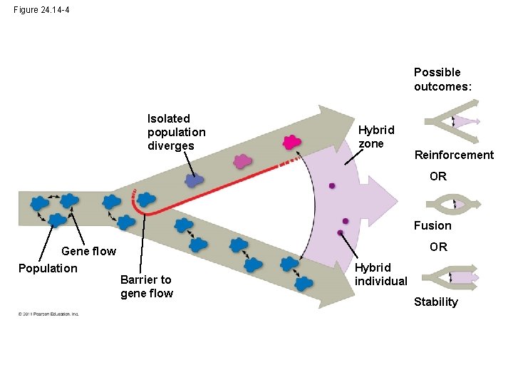 Figure 24. 14 -4 Possible outcomes: Isolated population diverges Hybrid zone Reinforcement OR Fusion