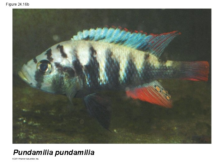 Figure 24. 16 b Pundamilia pundamilia 