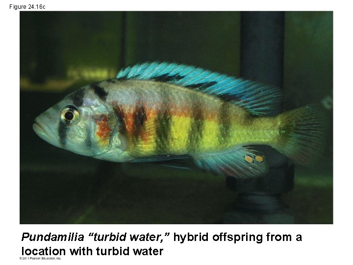 Figure 24. 16 c Pundamilia “turbid water, ” hybrid offspring from a location with