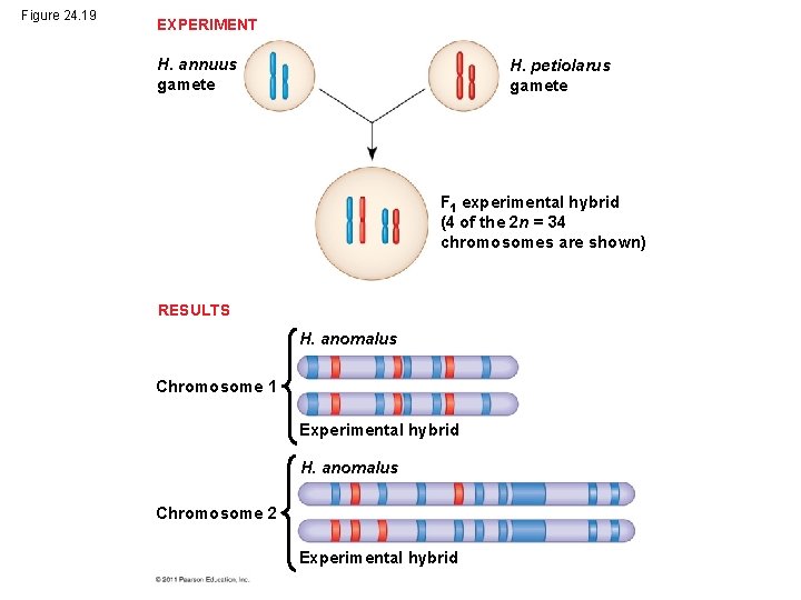 Figure 24. 19 EXPERIMENT H. annuus gamete H. petiolarus gamete F 1 experimental hybrid