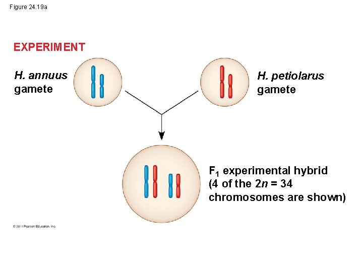 Figure 24. 19 a EXPERIMENT H. annuus gamete H. petiolarus gamete F 1 experimental