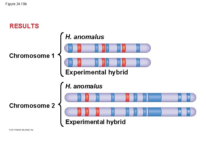 Figure 24. 19 b RESULTS H. anomalus Chromosome 1 Experimental hybrid H. anomalus Chromosome