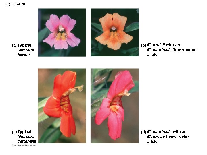 Figure 24. 20 (a) Typical Mimulus lewisii (b) M. lewisii with an M. cardinalis