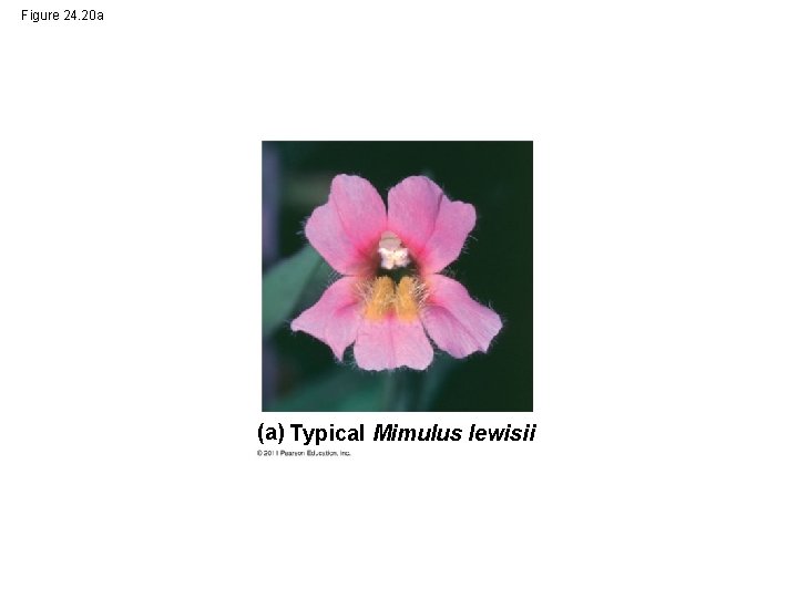 Figure 24. 20 a (a) Typical Mimulus lewisii 