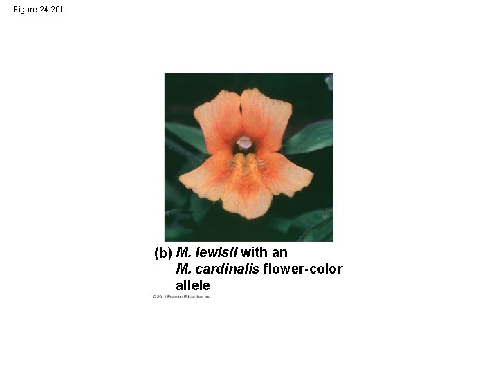 Figure 24. 20 b (b) M. lewisii with an M. cardinalis flower-color allele 