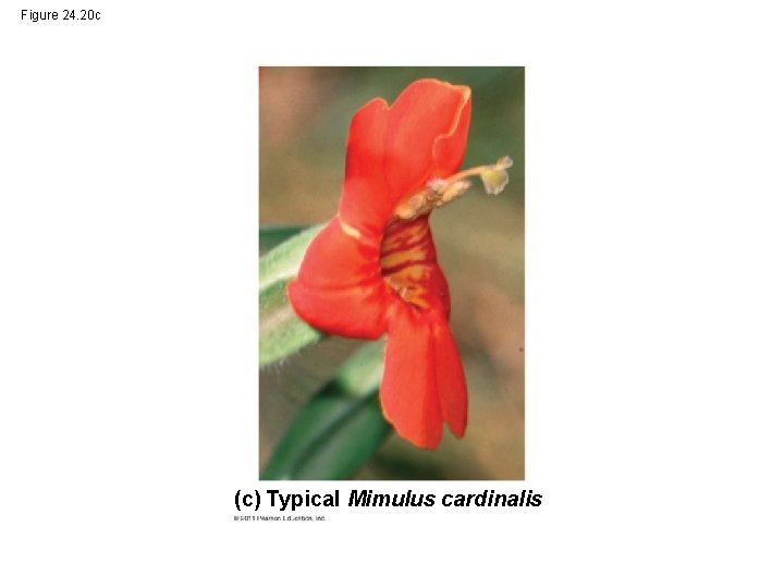Figure 24. 20 c (c) Typical Mimulus cardinalis 
