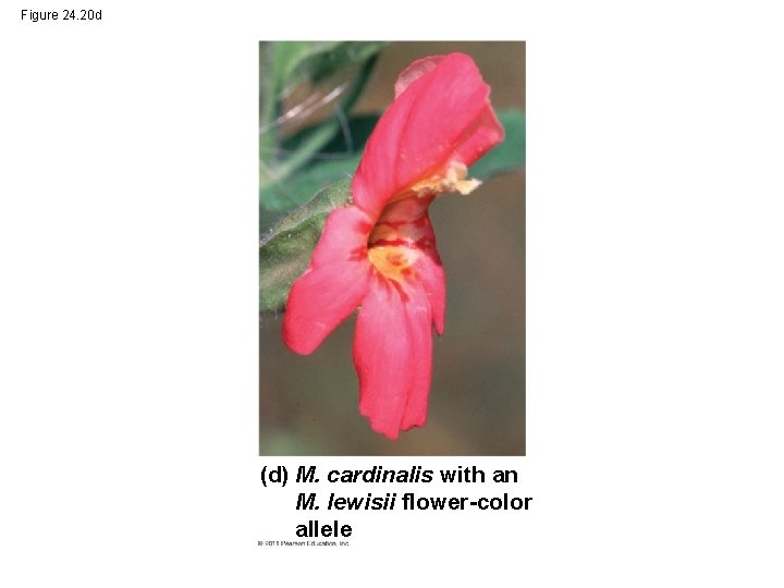 Figure 24. 20 d (d) M. cardinalis with an M. lewisii flower-color allele 