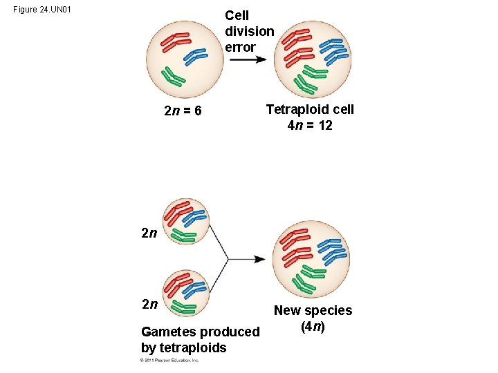 Figure 24. UN 01 Cell division error 2 n = 6 Tetraploid cell 4