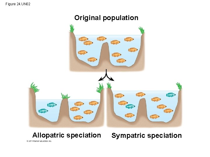 Figure 24. UN 02 Original population Allopatric speciation Sympatric speciation 