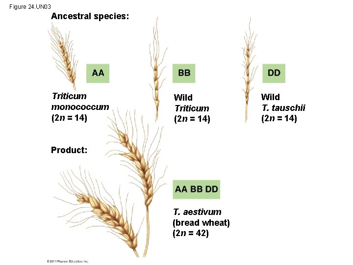 Figure 24. UN 03 Ancestral species: Triticum monococcum (2 n = 14) Wild Triticum