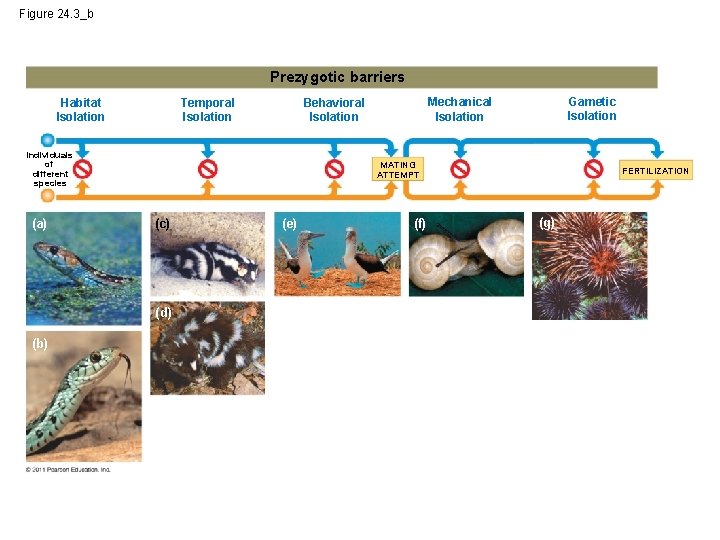 Figure 24. 3_b Prezygotic barriers Habitat Isolation Temporal Isolation Individuals of different species (a)