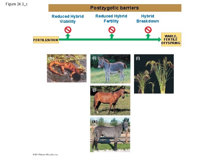 Figure 24. 3_c Postzygotic barriers Reduced Hybrid Viability Reduced Hybrid Fertility Hybrid Breakdown VIABLE,