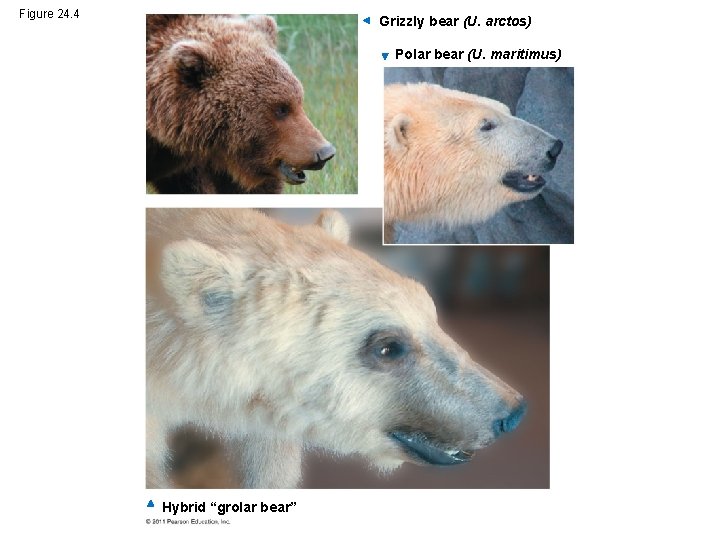 Figure 24. 4 Grizzly bear (U. arctos) Polar bear (U. maritimus) Hybrid “grolar bear”