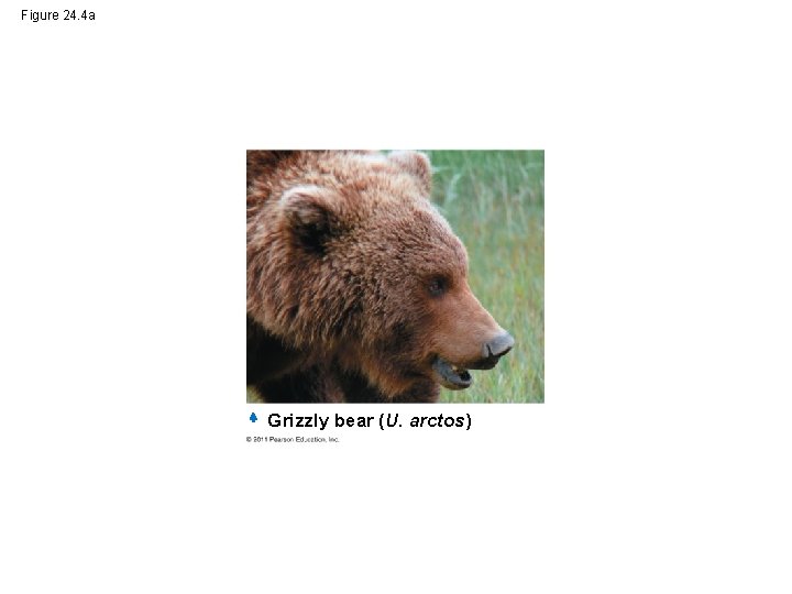 Figure 24. 4 a Grizzly bear (U. arctos) 