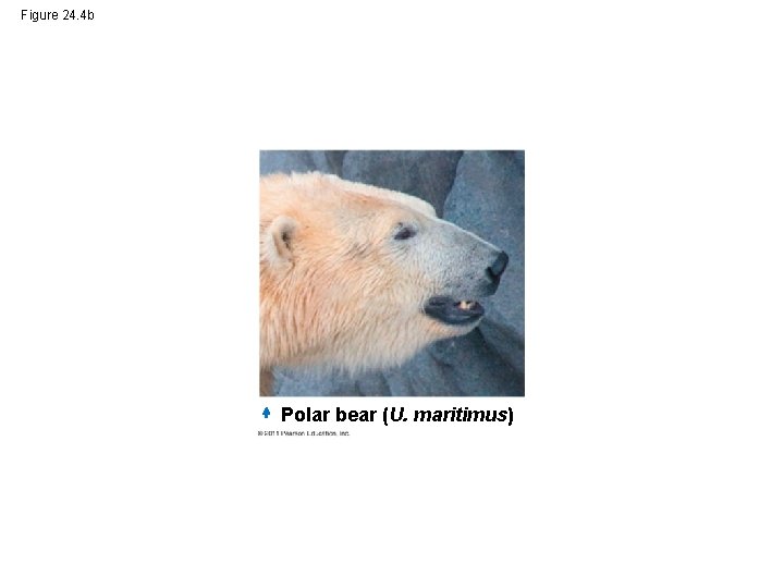 Figure 24. 4 b Polar bear (U. maritimus) 