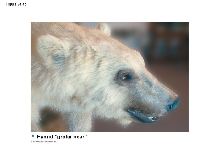 Figure 24. 4 c Hybrid “grolar bear” 