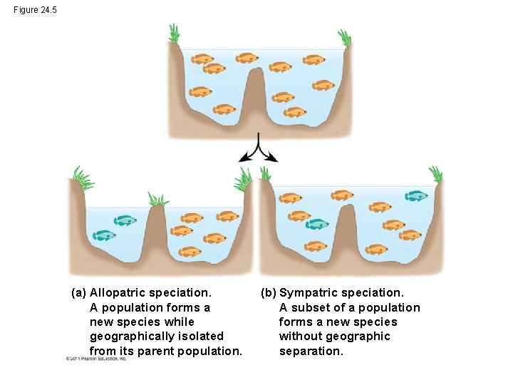 Figure 24. 5 (a) Allopatric speciation. A population forms a new species while geographically