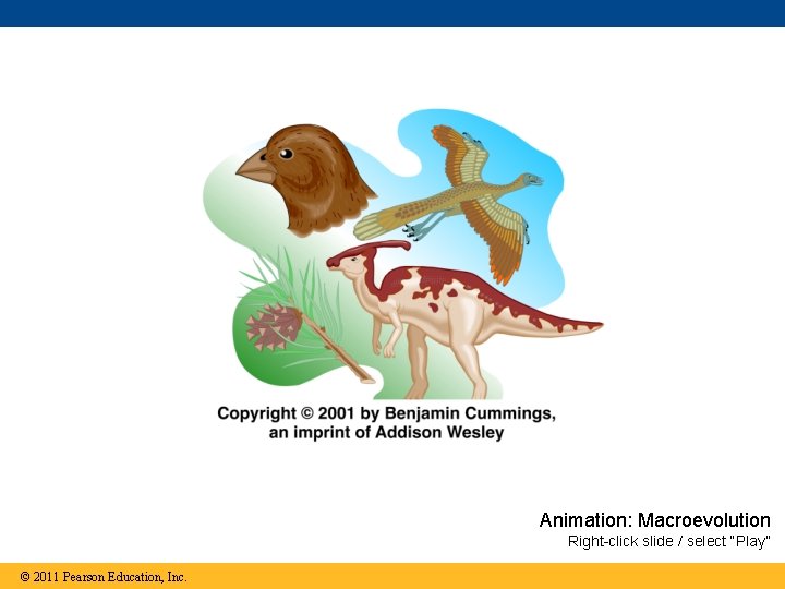 Animation: Macroevolution Right-click slide / select “Play” © 2011 Pearson Education, Inc. 