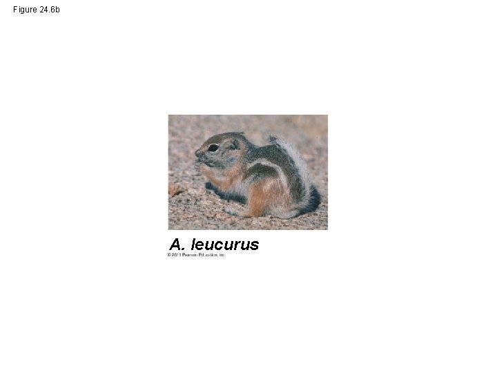 Figure 24. 6 b A. leucurus 