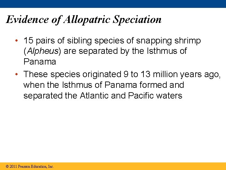 Evidence of Allopatric Speciation • 15 pairs of sibling species of snapping shrimp (Alpheus)