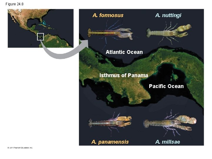 Figure 24. 8 A. formosus A. nuttingi Atlantic Ocean Isthmus of Panama Pacific Ocean