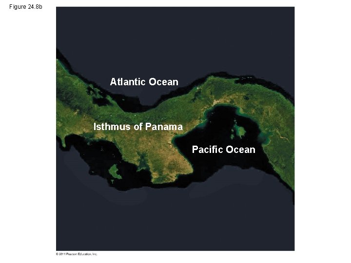 Figure 24. 8 b Atlantic Ocean Isthmus of Panama Pacific Ocean 