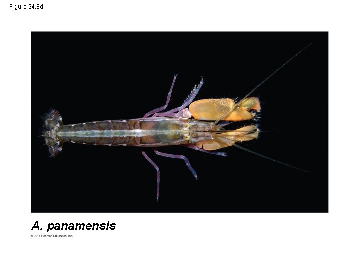 Figure 24. 8 d A. panamensis 