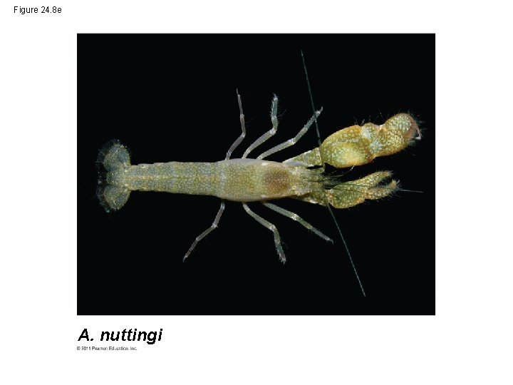 Figure 24. 8 e A. nuttingi 